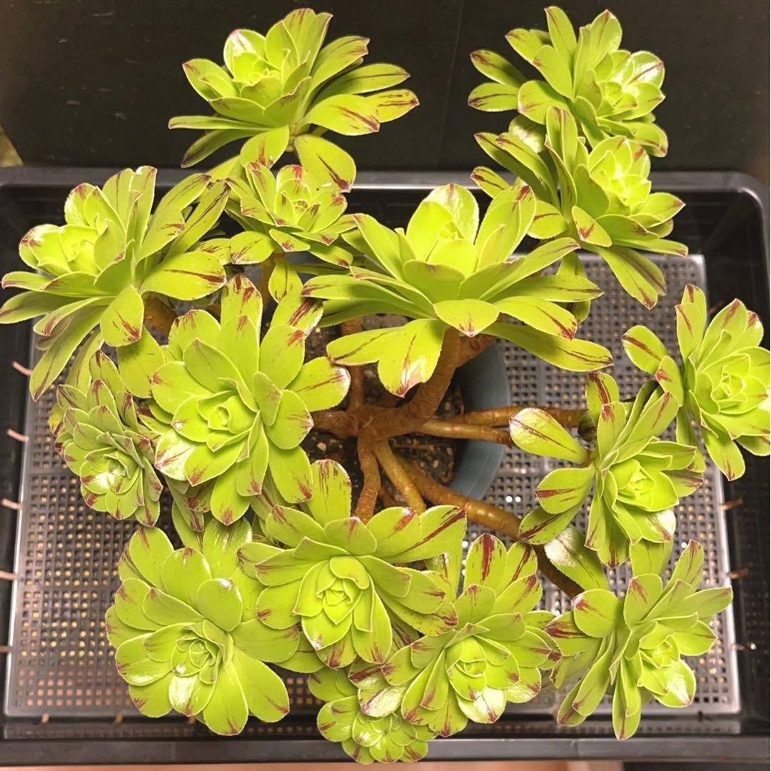多肉植物アエオニウム錦❤️グリーンファイアー錦碧火❤️ ❤️状態図❤️