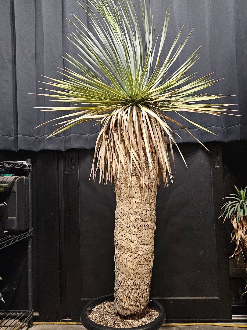 ユッカロストラータ 太株 (い)