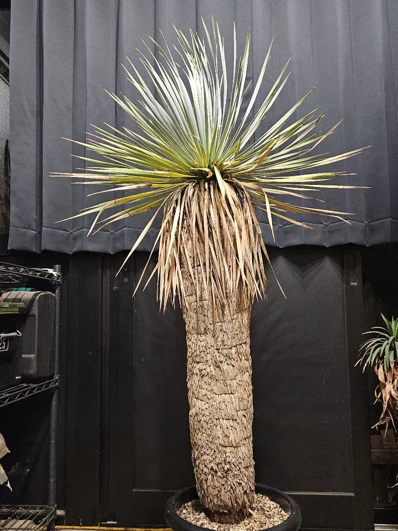 ユッカロストラータ 太株 (い)