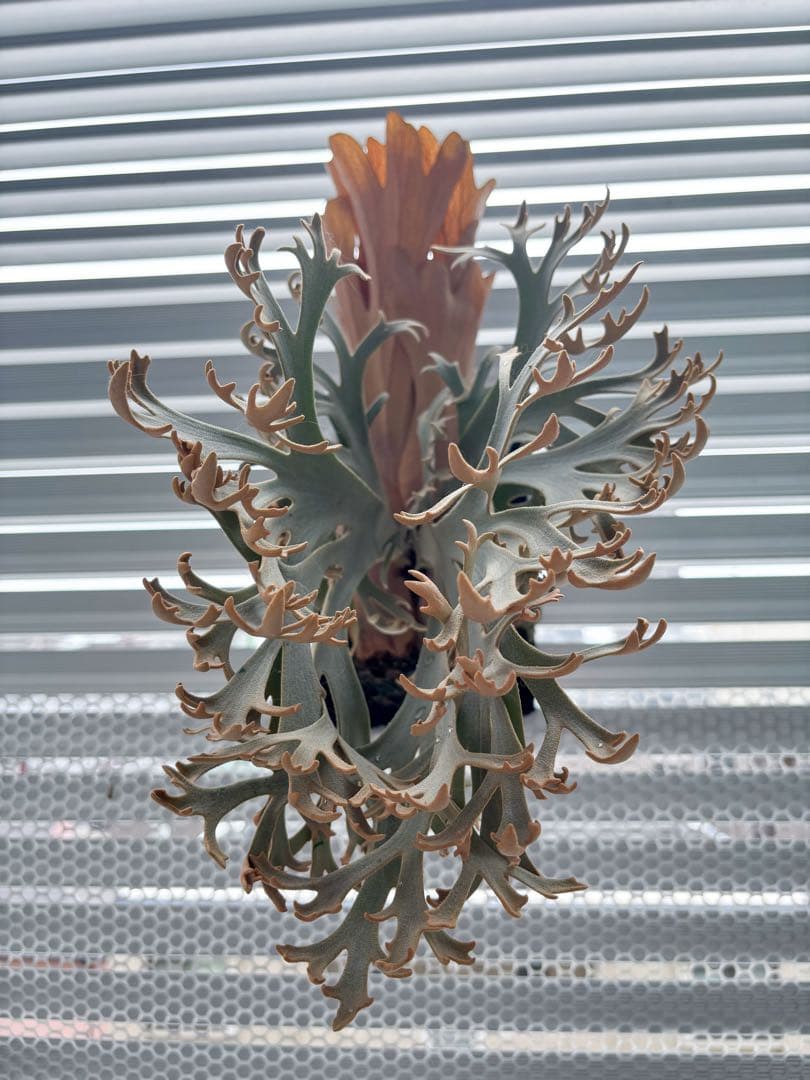 willinckii Jenny #1 & OMG胞子 セット　ビカクシダ