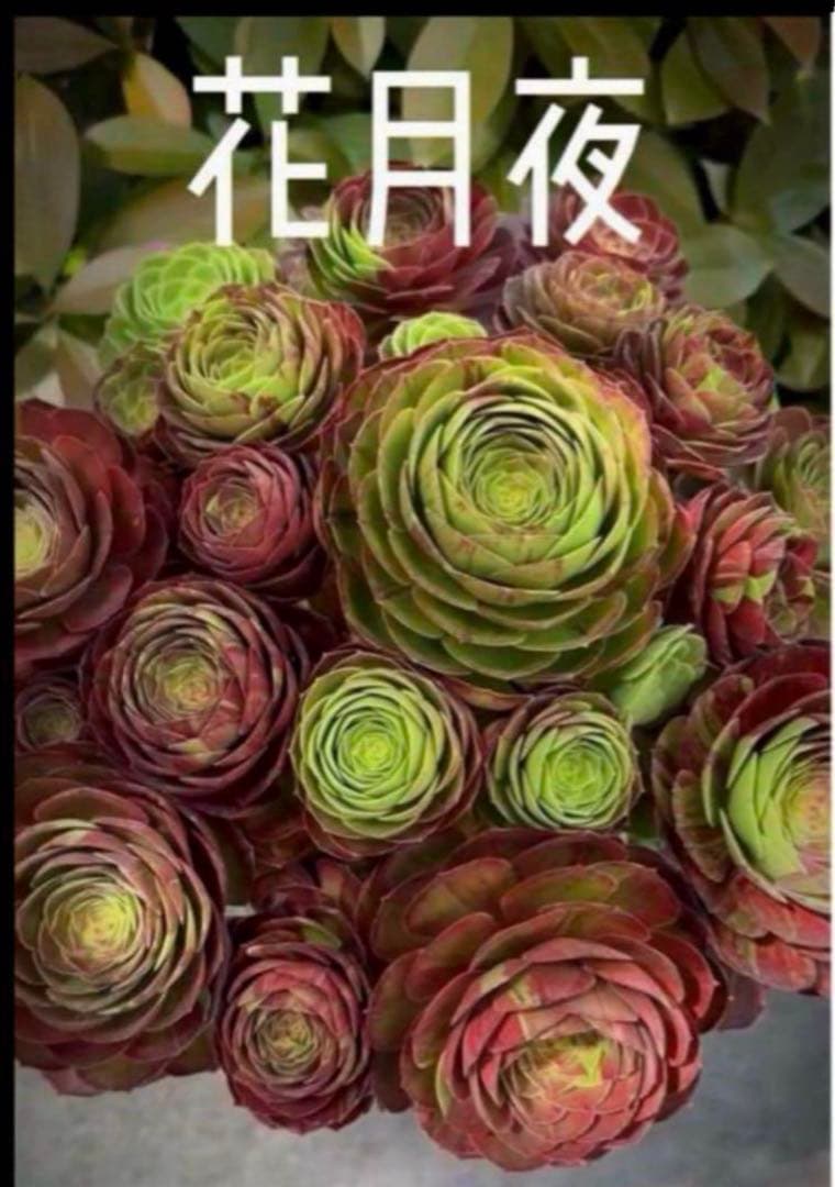 多肉植物アエオニウム錦❤️ 花月夜❤ 状態図
