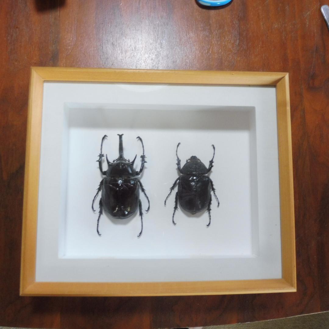 マルスゾウカブトの雌雄標本　額入り