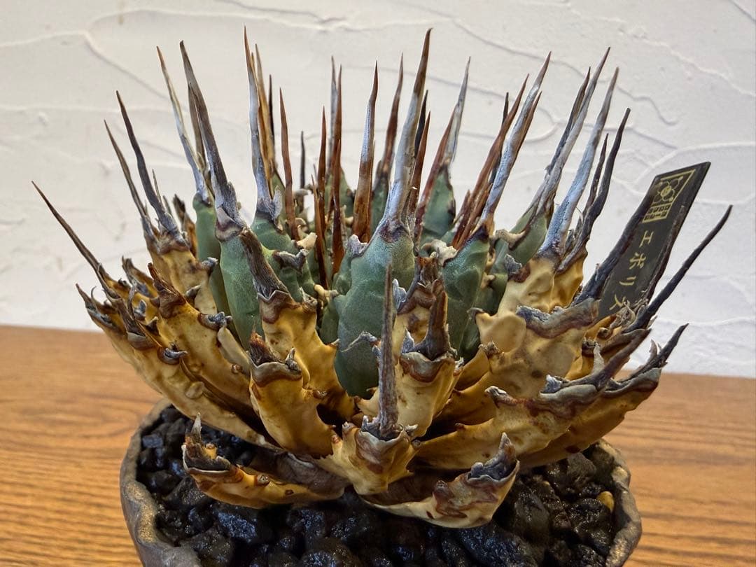 エボリスピナ【コレクション株】【発根済】【作家鉢】