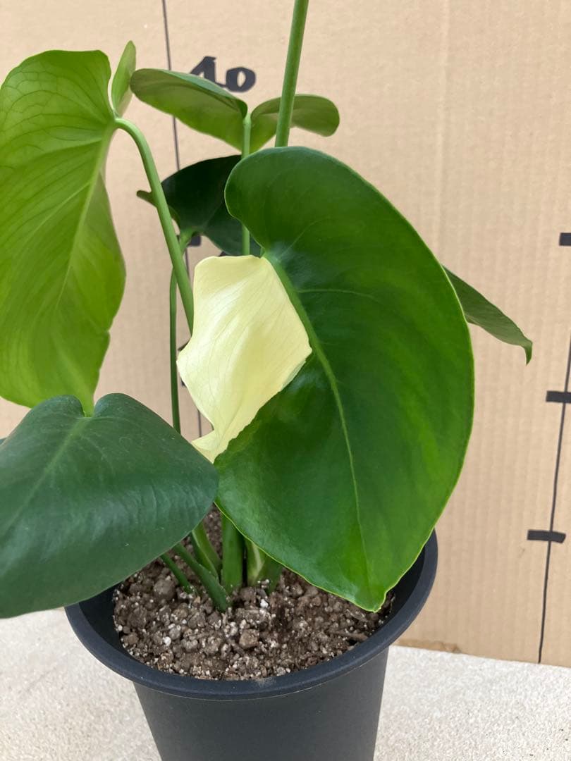 モンステラ斑入り　デリシオーサ実生株　2鉢セット