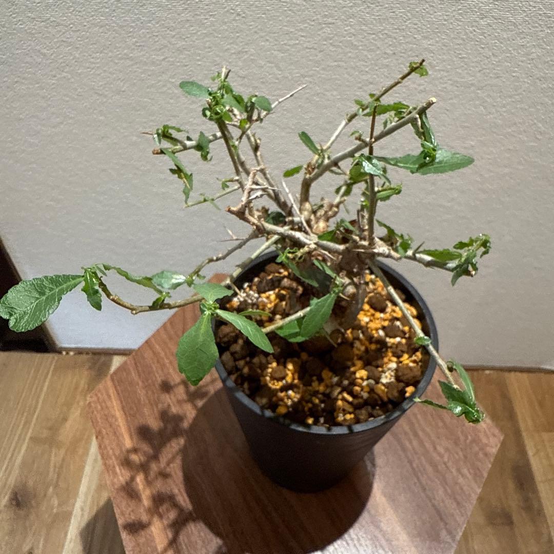 Commiphora habessinica コムミフォラ ハべシニカ
