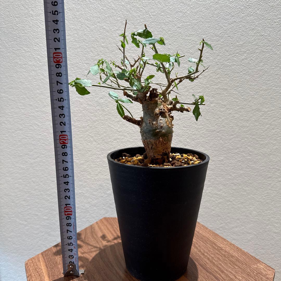 Commiphora habessinica コムミフォラ ハべシニカ