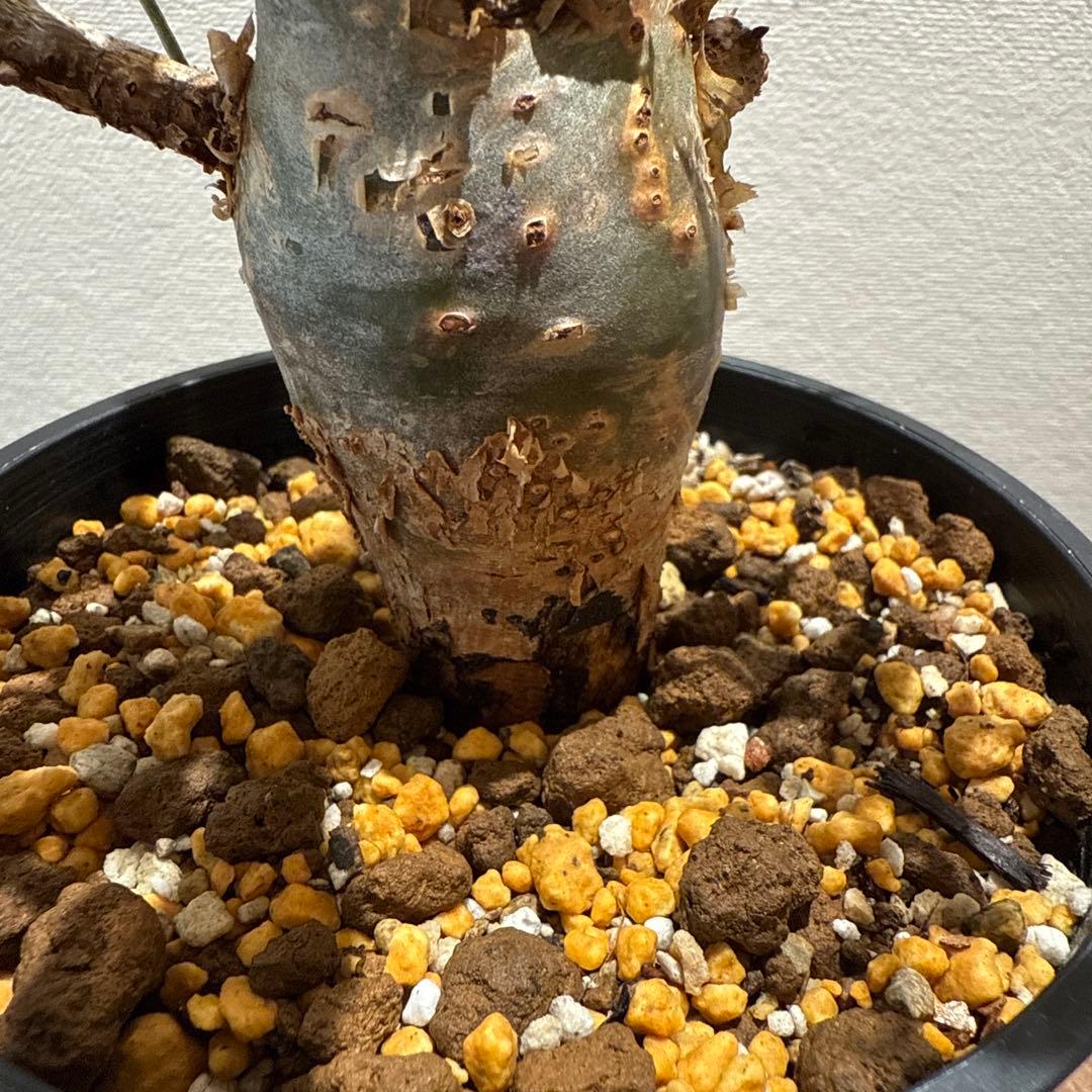Commiphora habessinica コムミフォラ ハべシニカ