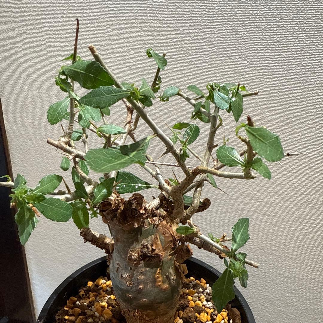 Commiphora habessinica コムミフォラ ハべシニカ