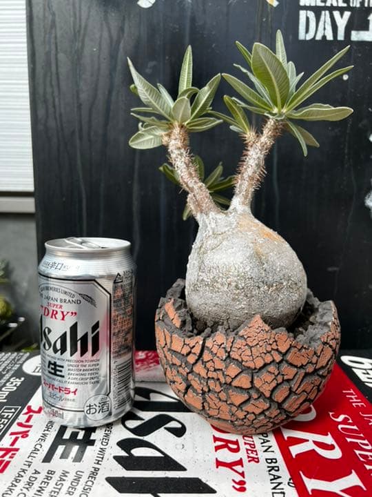 パキポディウム　グラキリス　現地球　コネクトkonect fang