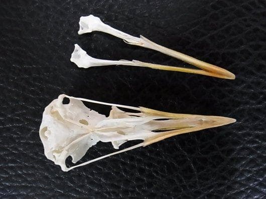 高品質！ニシセグロカモメ　Herring gull　頭骨