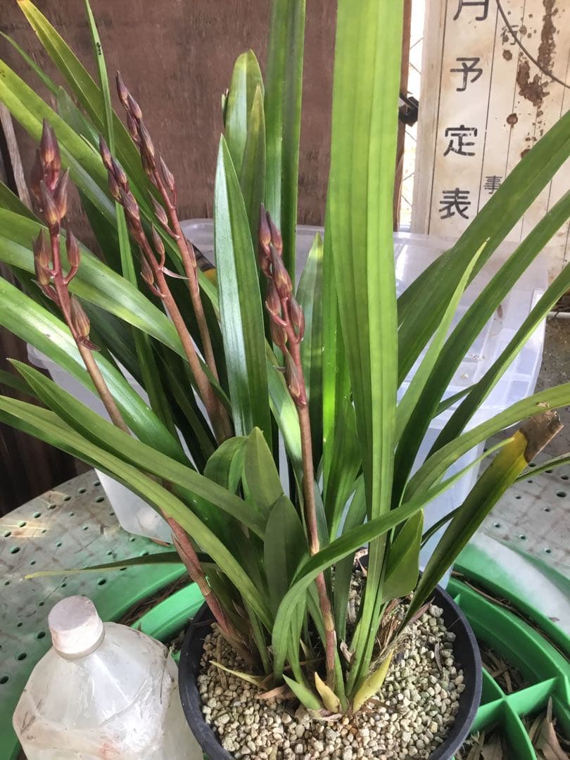 ホウサイラン　報賽蘭