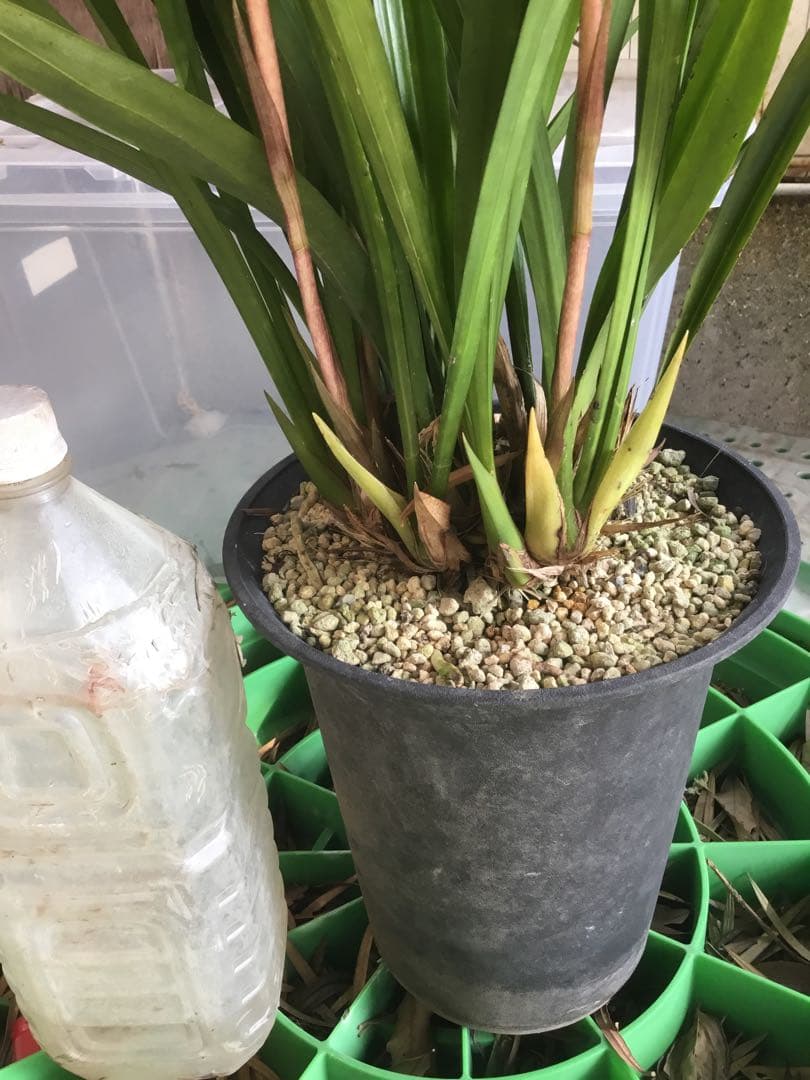 ホウサイラン　報賽蘭