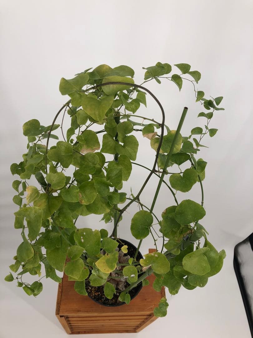 アフリカ亀甲竜　塊根植物