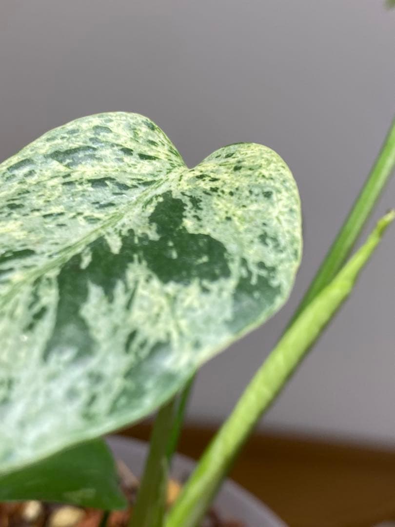 a【美株‼️】モンステラ　デリシオーサ　バルバソー　フシギダネ/ベトシオーサ　希少