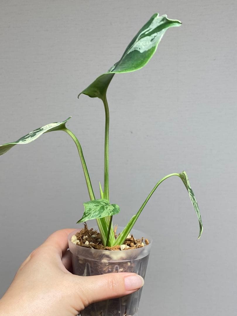 a【美株‼️】モンステラ　デリシオーサ　バルバソー　フシギダネ/ベトシオーサ　希少