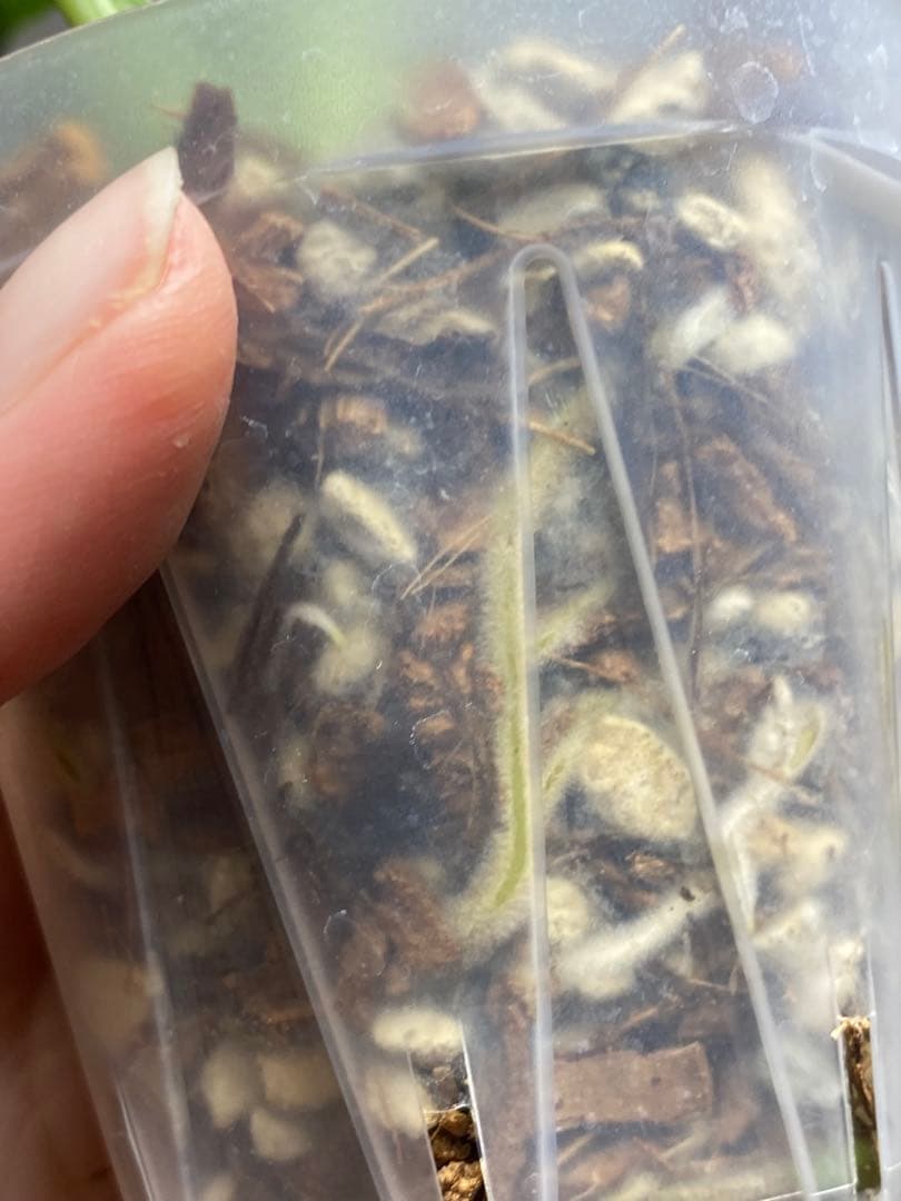 a【美株‼️】モンステラ　デリシオーサ　バルバソー　フシギダネ/ベトシオーサ　希少