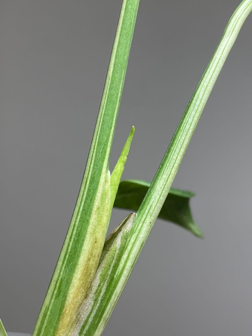 a【美株‼️】モンステラ　デリシオーサ　バルバソー　フシギダネ/ベトシオーサ　希少