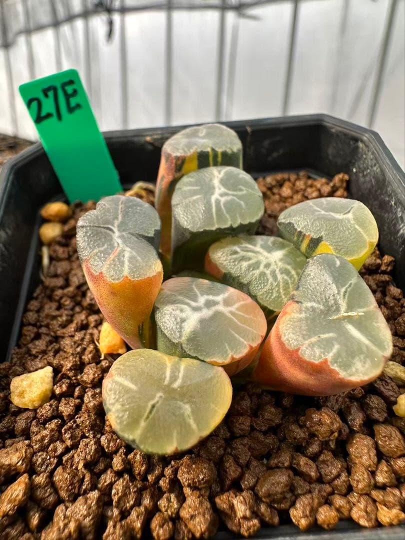 27E 多肉植物 ハオルチア 紫雲殿万象錦