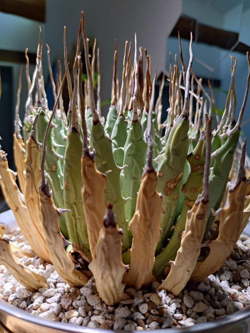 最終値下げ!発根済!25センチ超特大!陽炎エボリスピナ