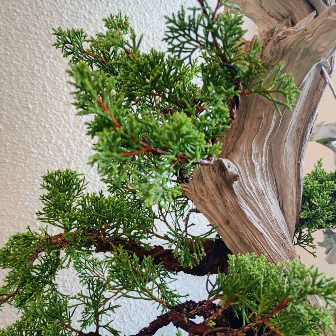 盆栽 真柏（創作盆栽）シャリ幹山取り真柏 鉢底より高さ64cm