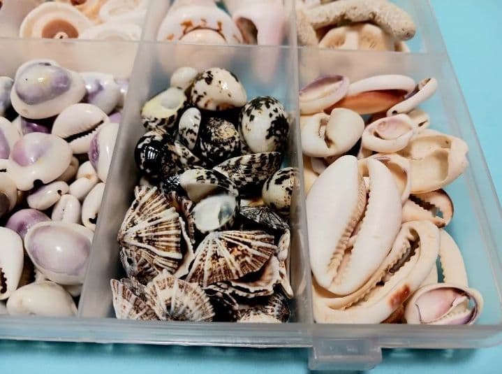 A 貝殻とサンゴの宝箱　宝石箱　210個以上セット　中サイズ　タカラガイ