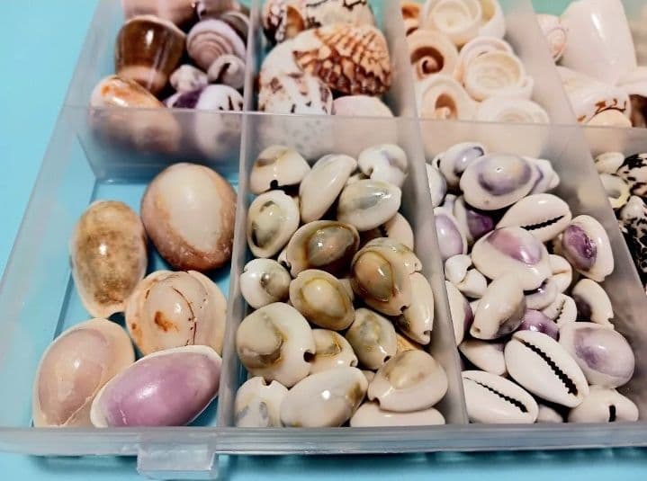 A 貝殻とサンゴの宝箱　宝石箱　210個以上セット　中サイズ　タカラガイ