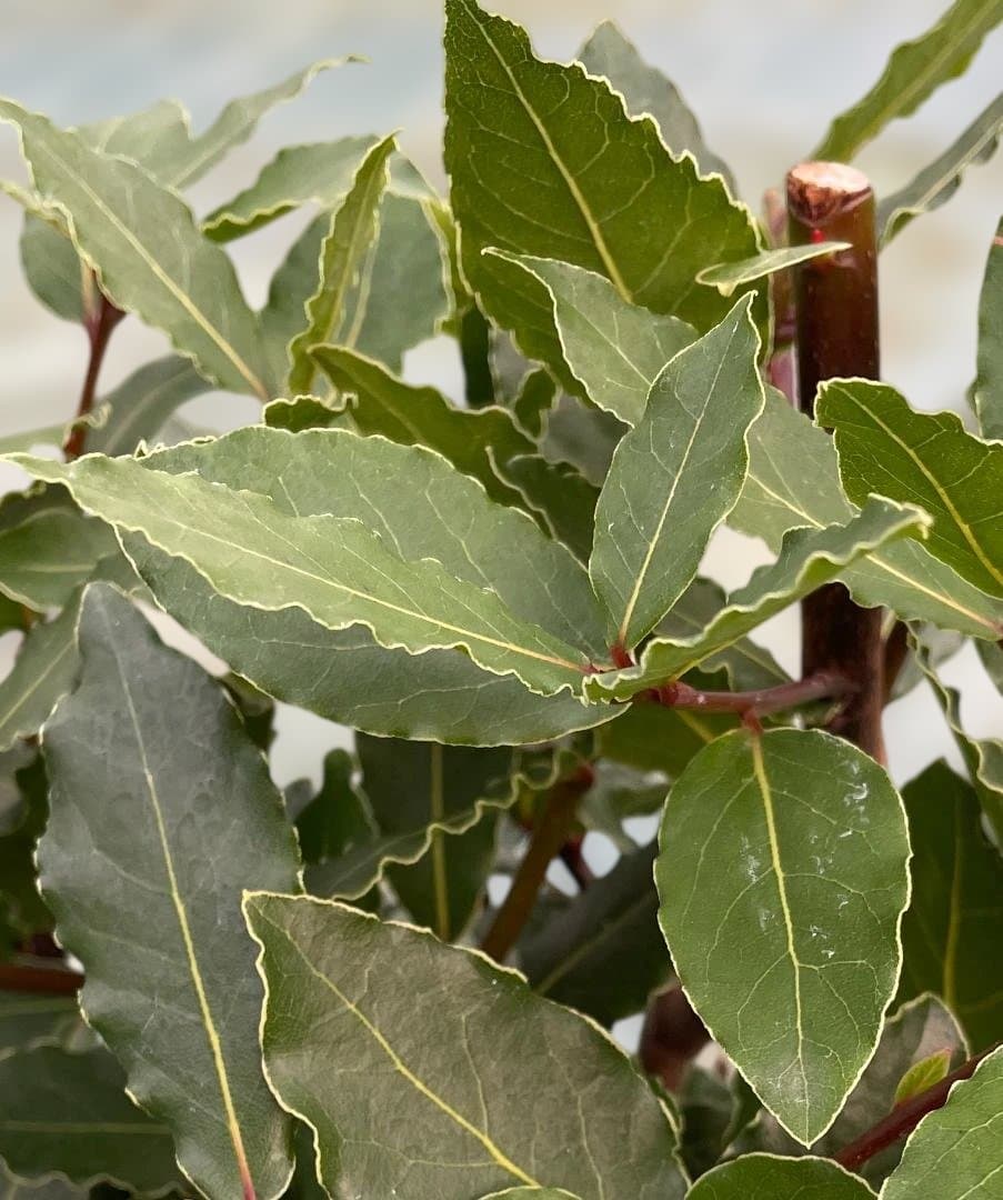 香り月桂樹（ローレル）