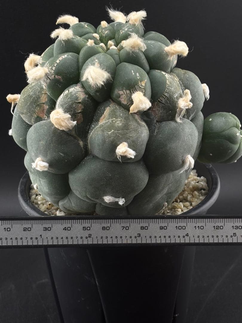 大疣鳥羽玉　ロフォフォラ　実生