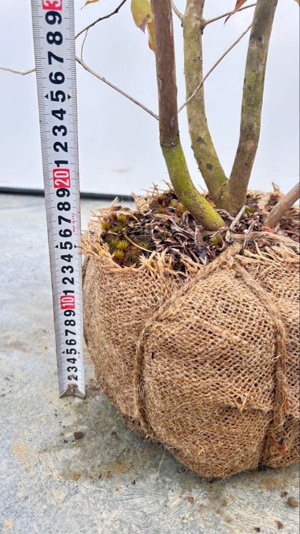 希少 良形の ハルイチバンツツジ 春一番ツツジ 722 樹高90cm位 躑躅