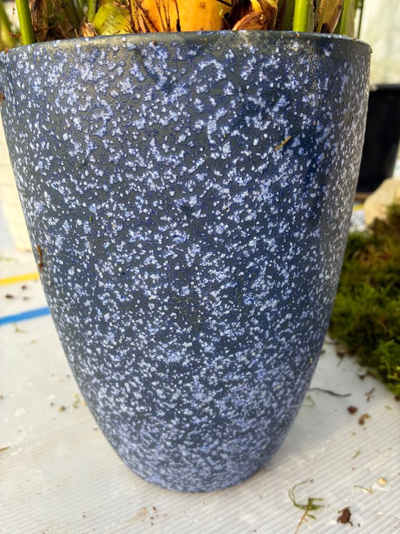 シンビジウム 切り花 寄せ集め 鉢物 ミックス