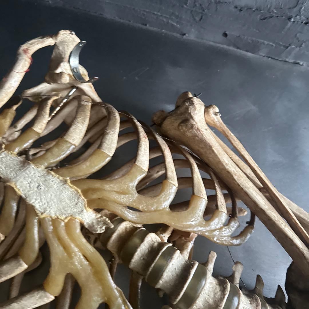 お値下げ‼️人骨模型ジャンク難ありハロウィンディスプレイハロウィン衣装に❗️