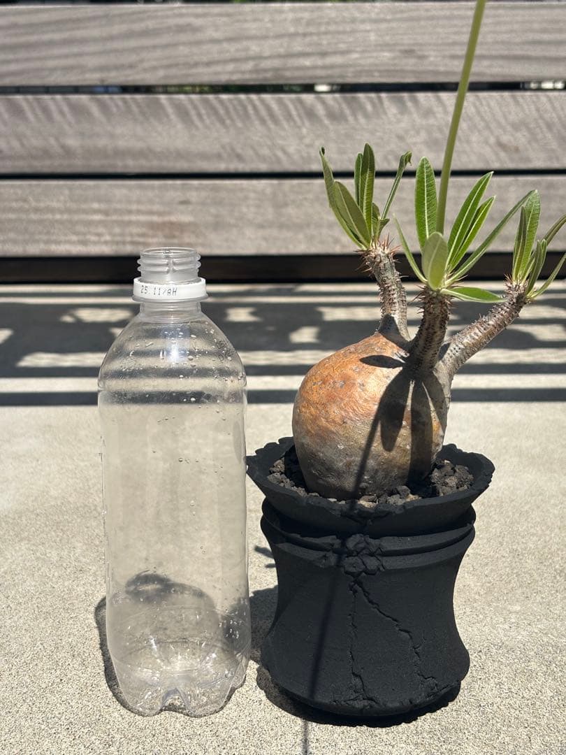 グラキリス 現地球 発根済み F.I.P鉢