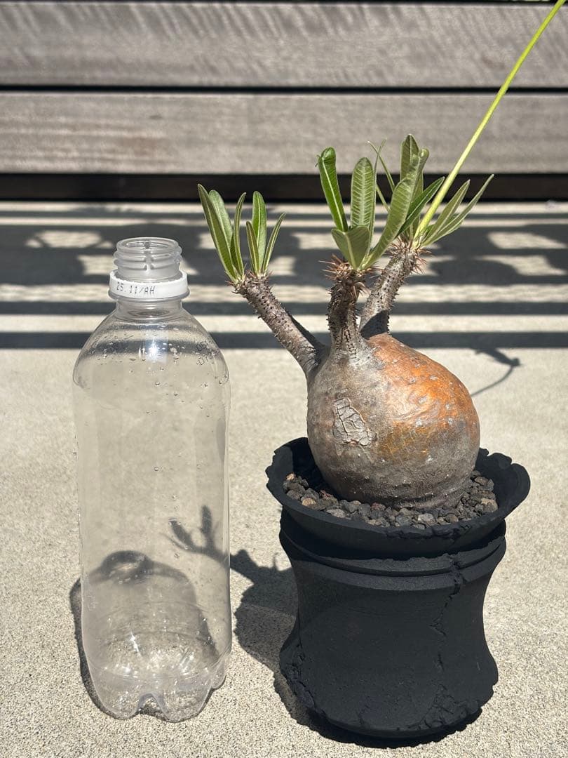 グラキリス 現地球 発根済み F.I.P鉢