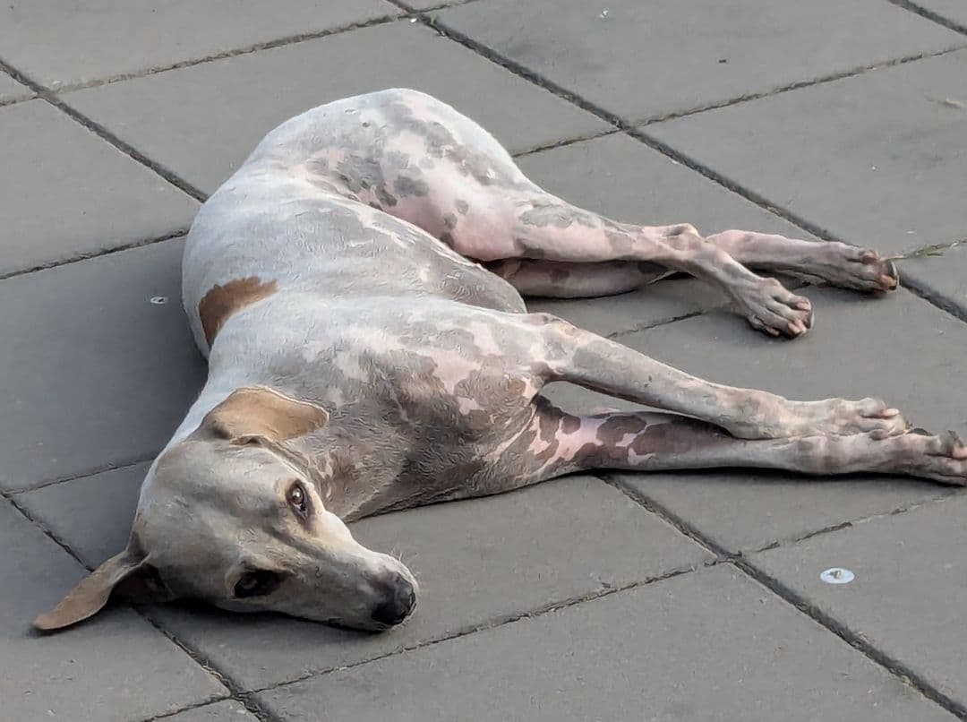 タイのお守りプラクルアン！1/24！九尾の狐！セクシーフィギュア！取説付き！