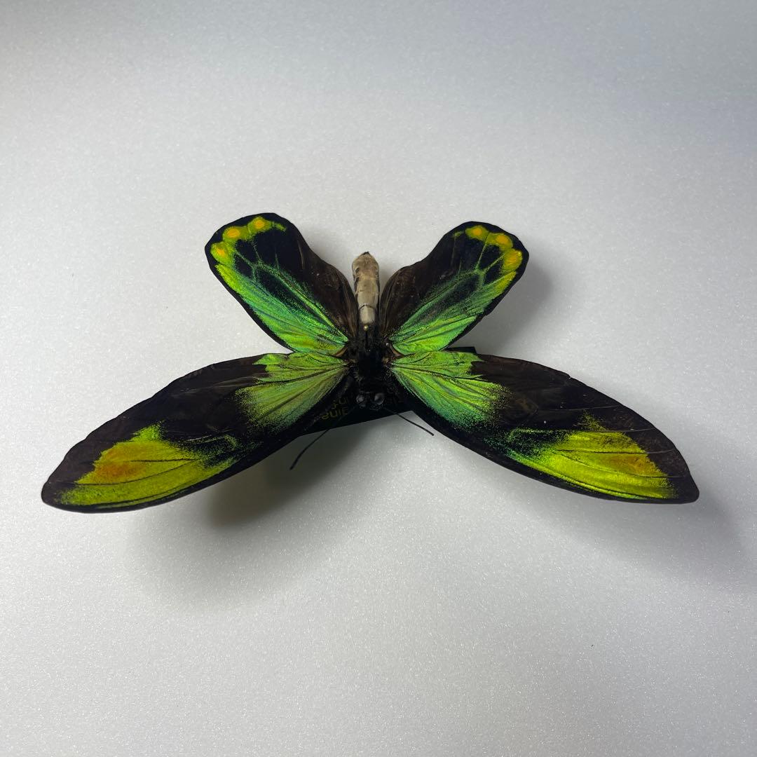 ビクトリアトリバネアゲハ赤紋出現