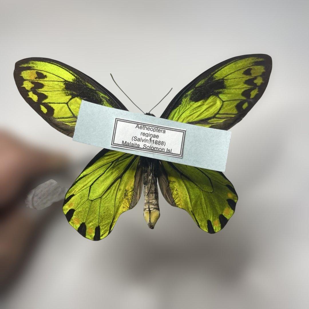 ビクトリアトリバネアゲハ赤紋出現