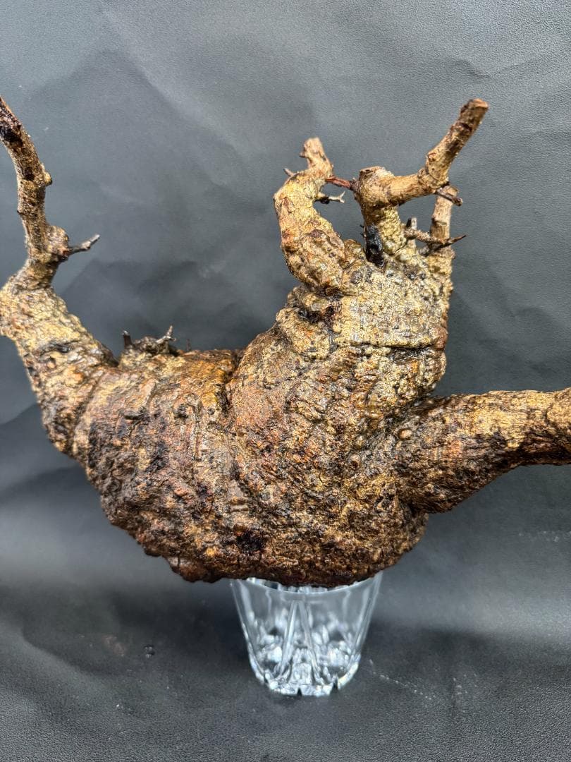 オペルクリカリアパキプス　ベアルート