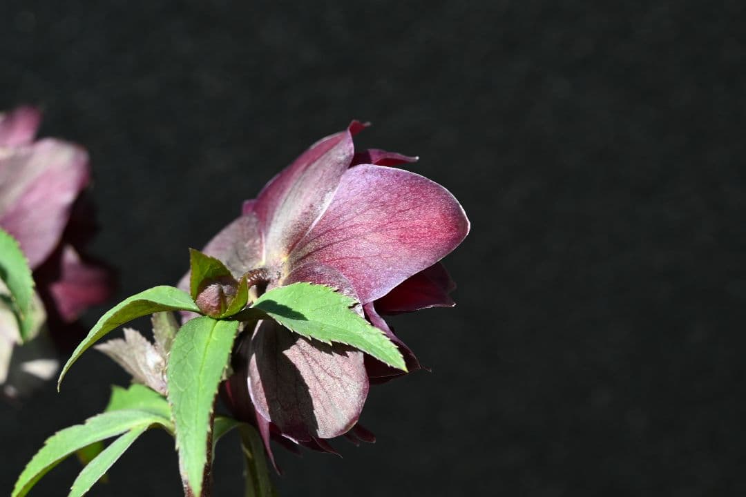 クリスマスローズ　認定キラメキ✩チョコレート　加藤農園