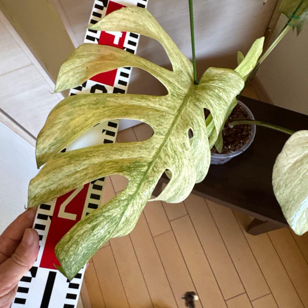 ＊＊モンステラ＊ミント＊フルミント＊