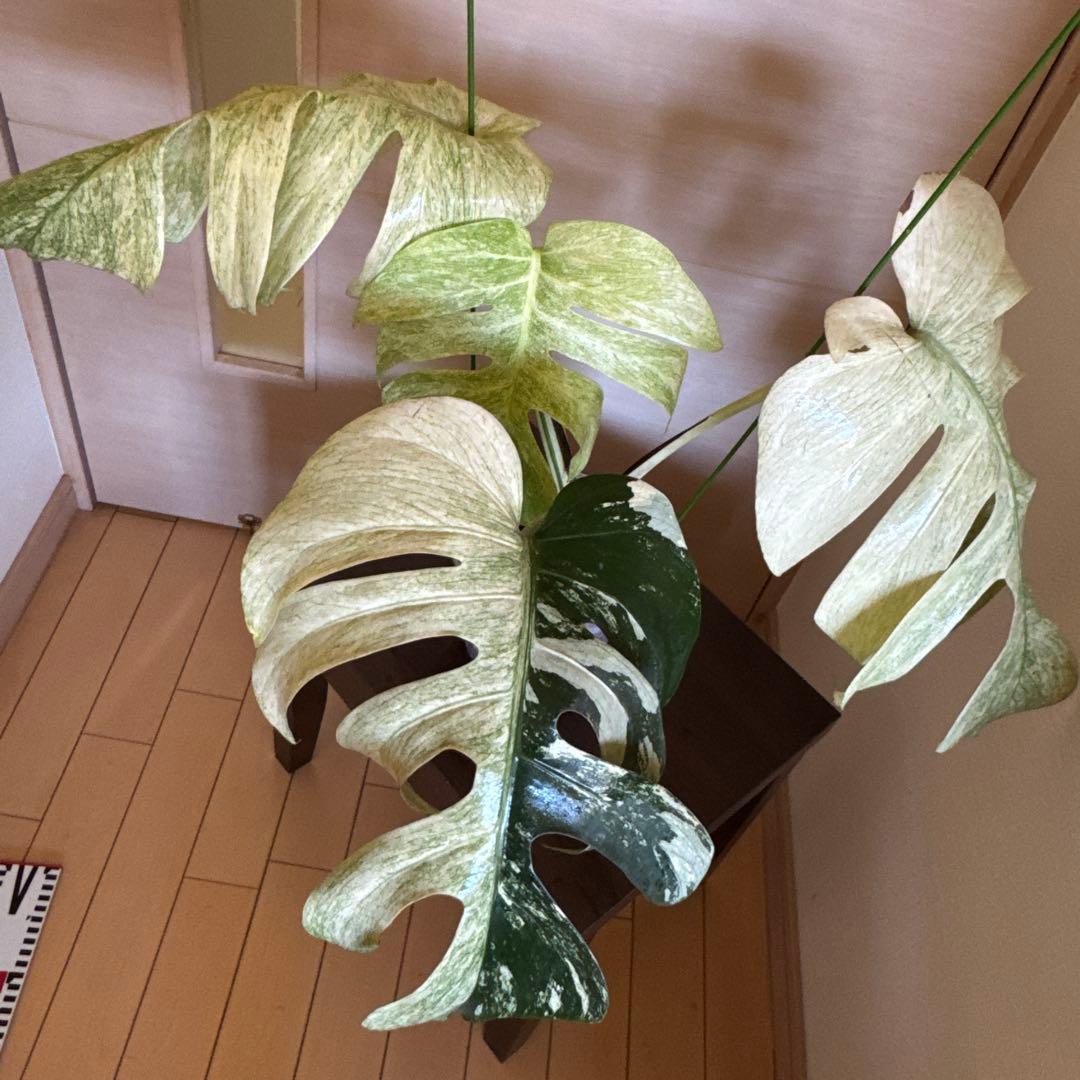 ＊＊モンステラ＊ミント＊フルミント＊