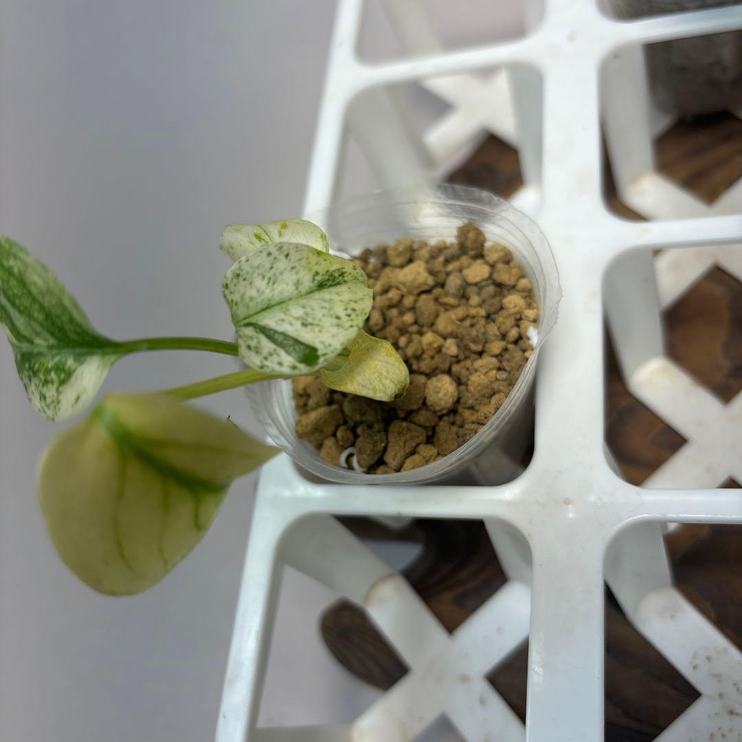 ミ*テ様 5株セットms48【特別選抜】ホワイトモンスター／天津蘭 モンステラ斑