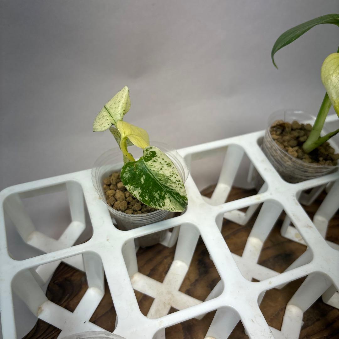 ミ*テ様 5株セットms48【特別選抜】ホワイトモンスター／天津蘭 モンステラ斑