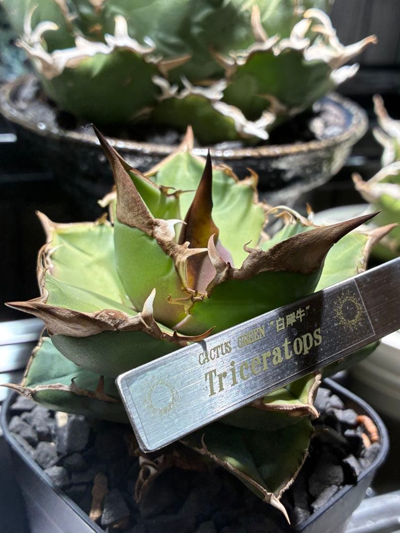 アガベ チタノタ　白犀牛　トリケラトプス