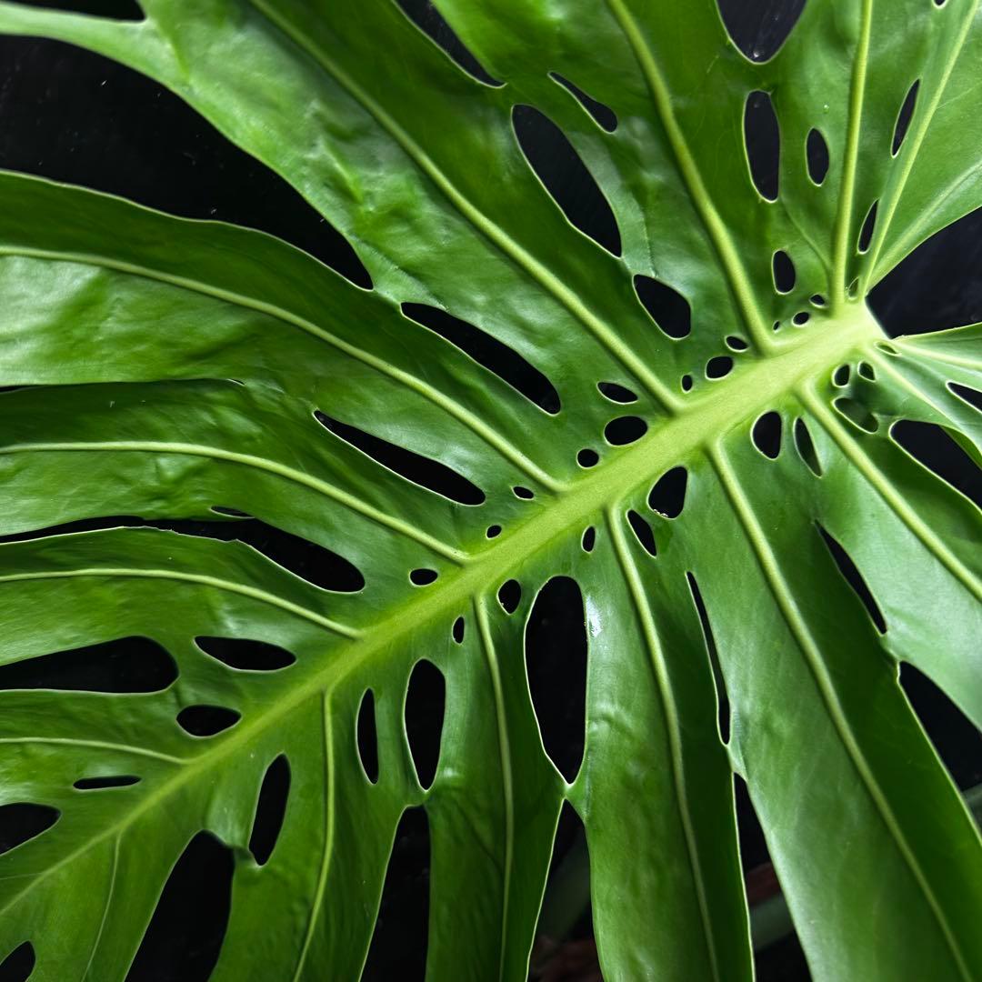 モンステラデリシオーサマクロコズム大型葉超希少系統鉢植え