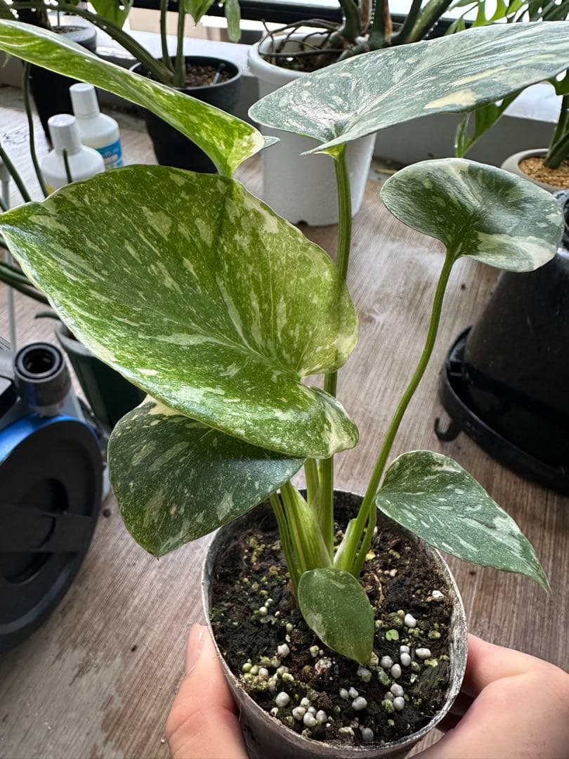 の*る様 モンステラ デリシオーサ クリームブリュレ TC株 順化済み