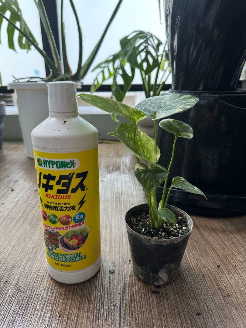 の*る様 モンステラ デリシオーサ クリームブリュレ TC株 順化済み