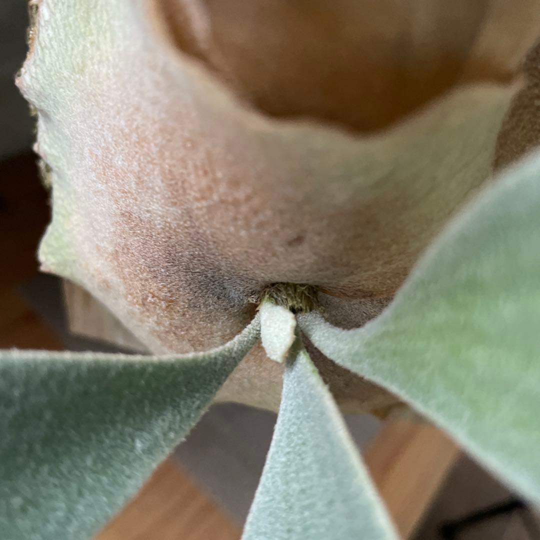 ビカクシダ P.fsq Ginka pup