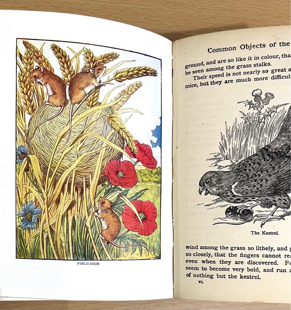 No.241 古書 洋書 児童書 植物·昆虫·動物·樹木·鳥·蝶·魚 図鑑 自然