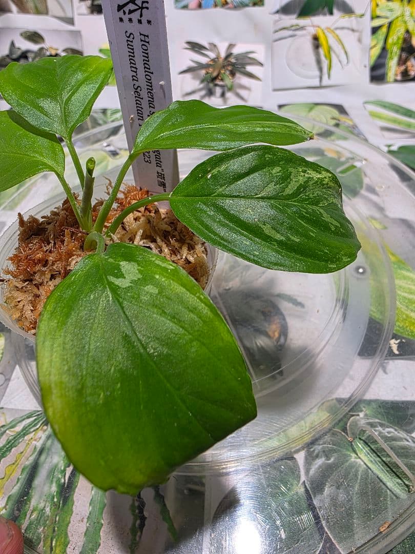 熱帯植物　TZ便　ホマロメナsp.\"斑雪\"　斑入り