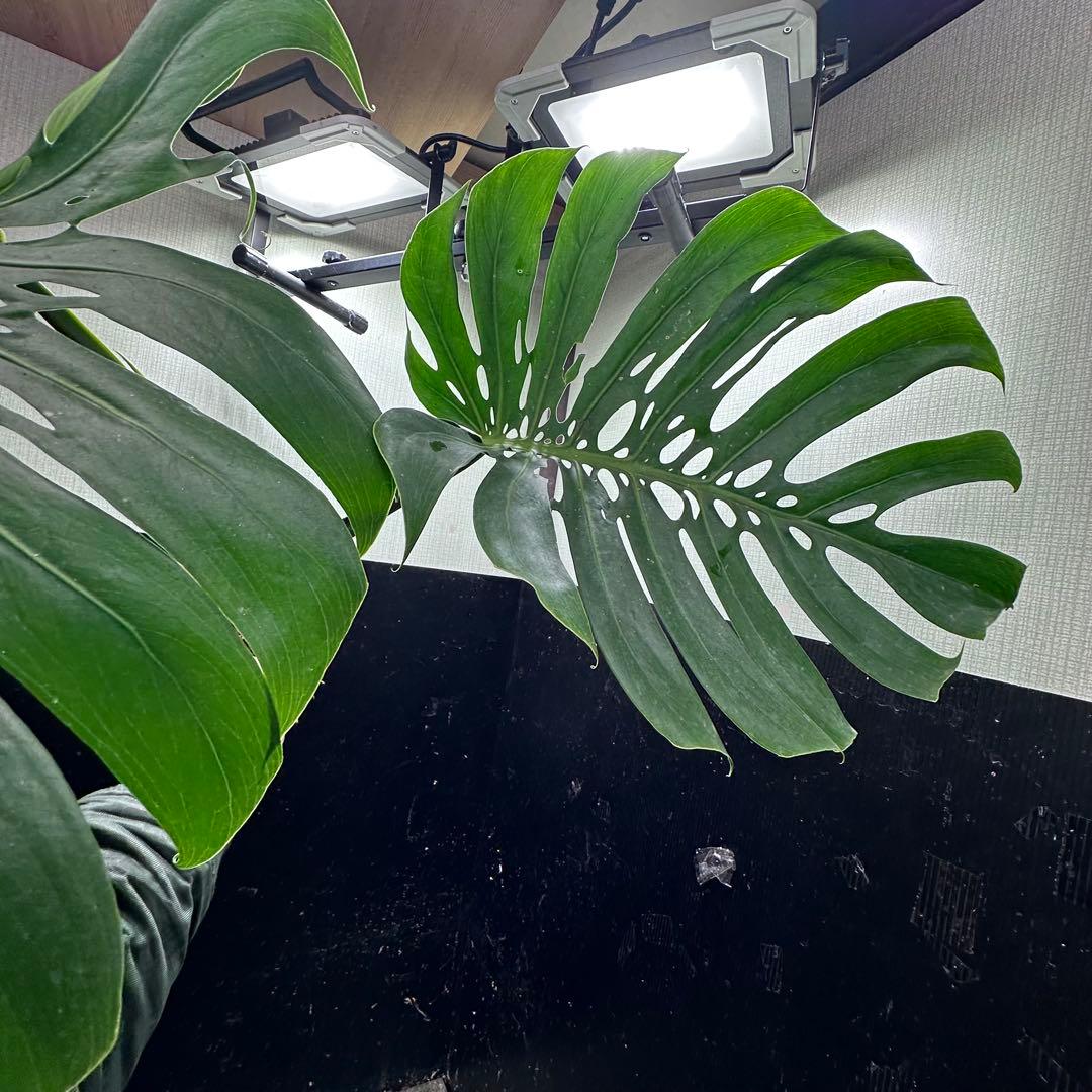 モンステラデリシオーサマクロコズム超希少系統鉢植え76㎝